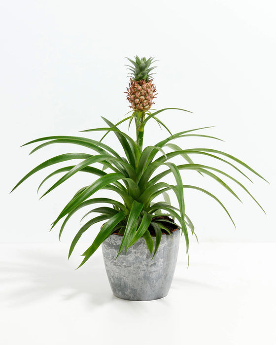 Pineapple Plant featuring a rosette of long, spiky, arching green leaves with a single small, unripe green pineapple fruit growing upwards from a central stem, housed in a smooth, tapered olive-green ceramic pot, centered against a clean white background.
