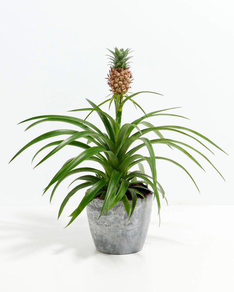 buy asda pineapple plant Pineapple Plant for Sale | Tropical Plants