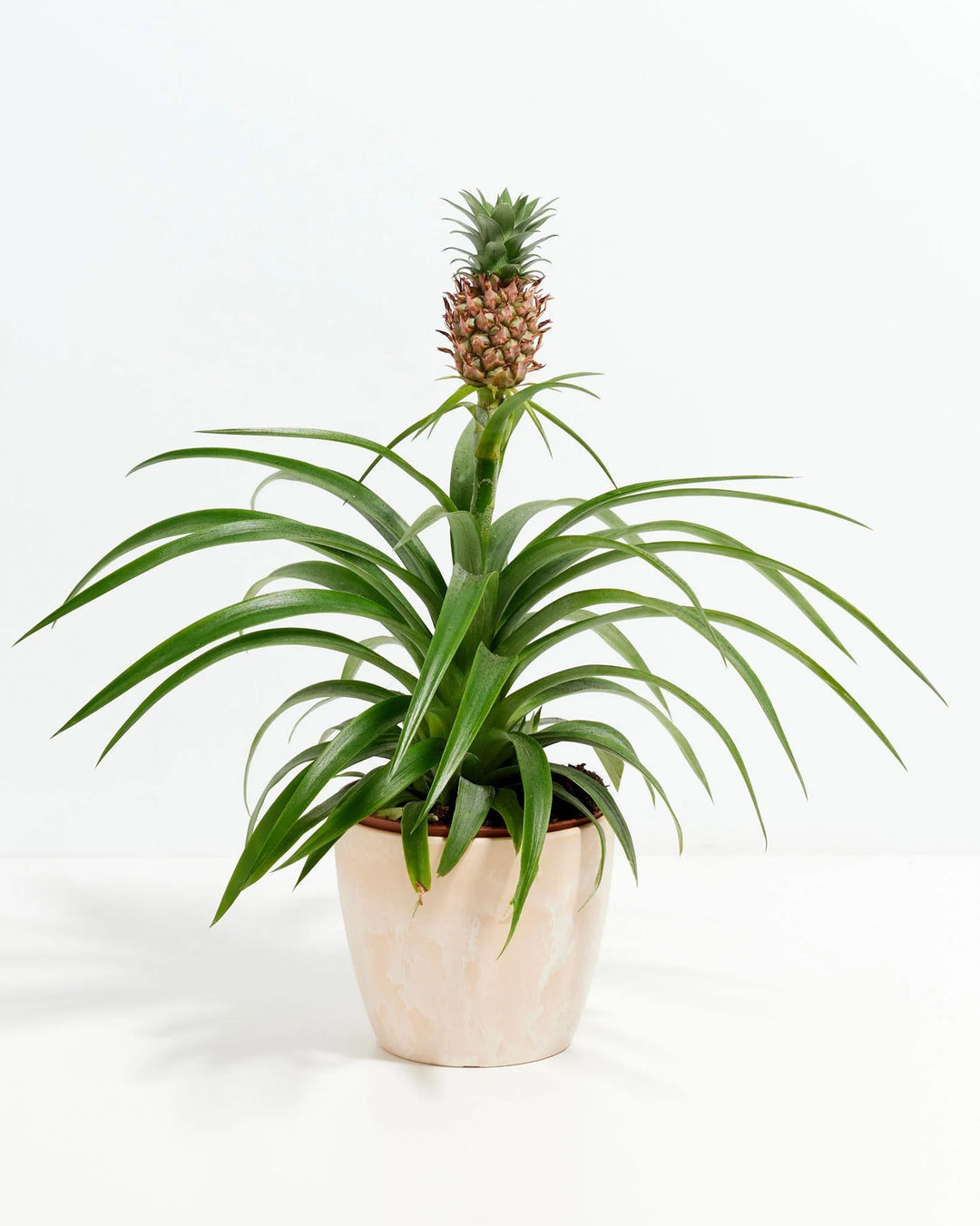 Pineapple Plant