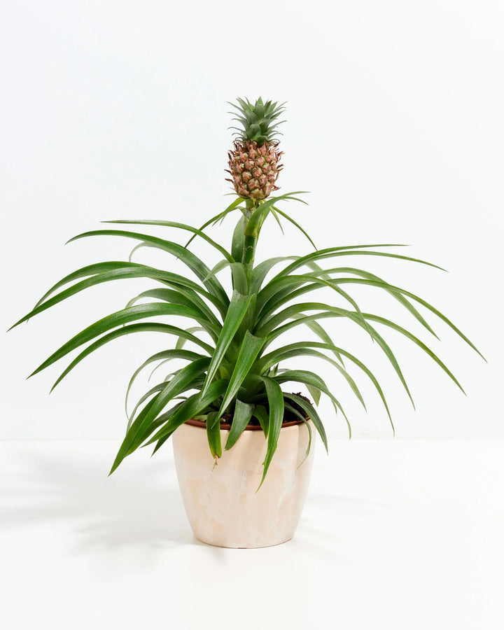 Pineapple Plant