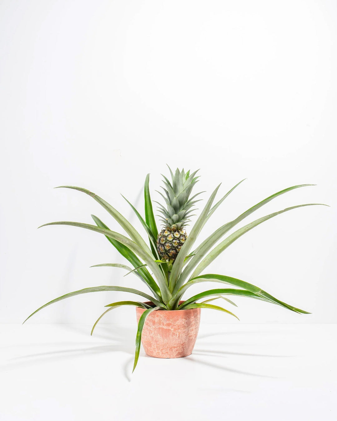 Pineapple Plant