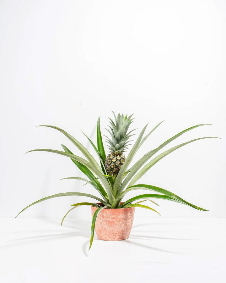Pineapple Plant