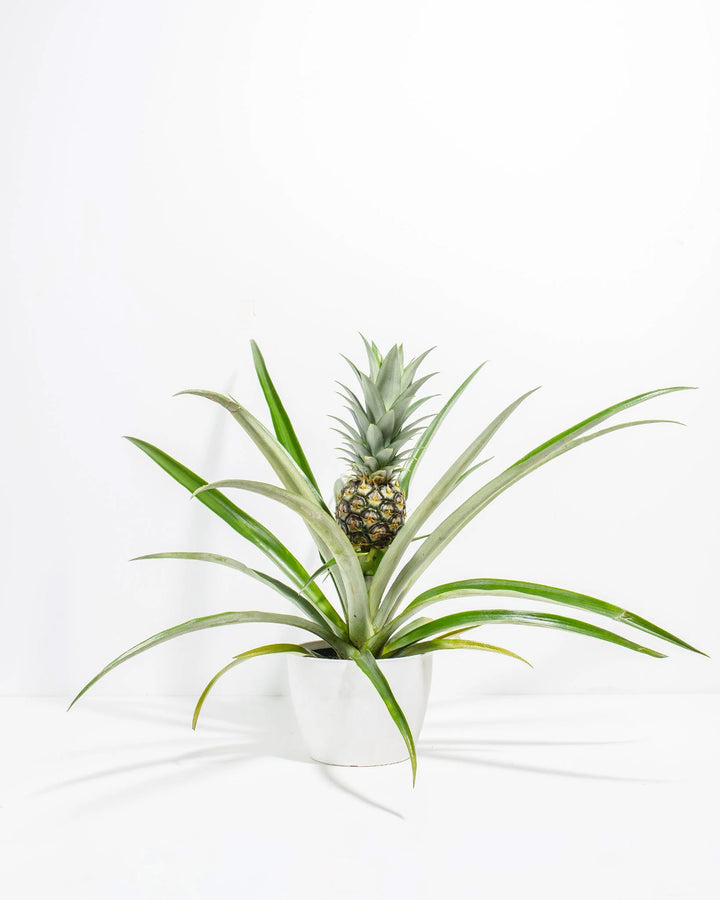 Pineapple Plant