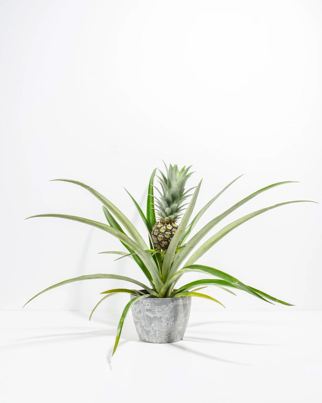 Pineapple Plant