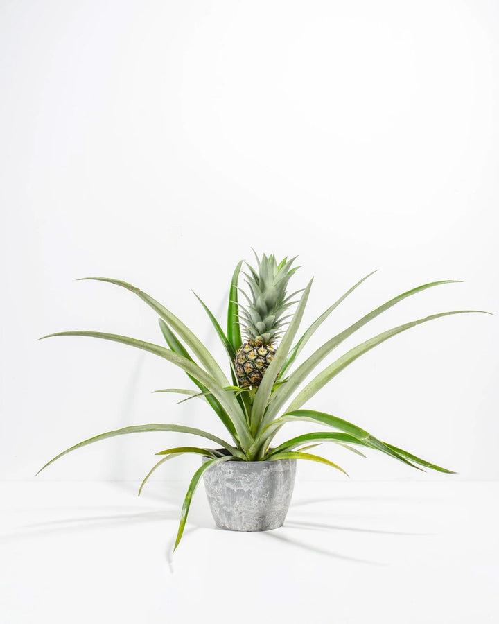 Pineapple Plant