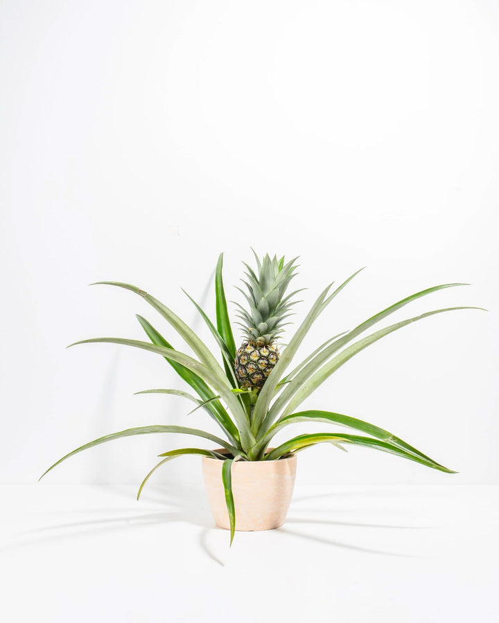 Pineapple Plant