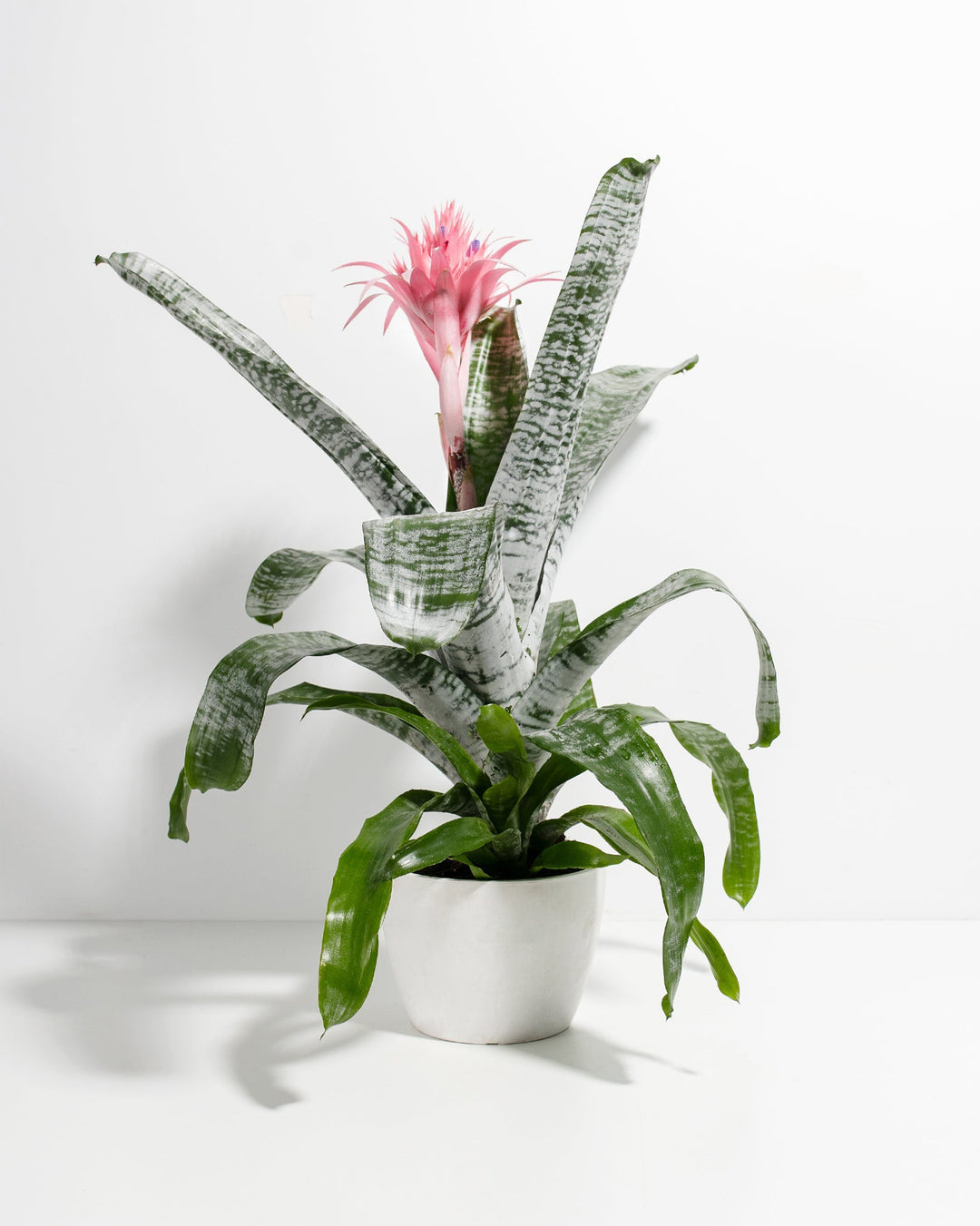 Pink Aechmea Bromeliad (Aechmea Fasciata)