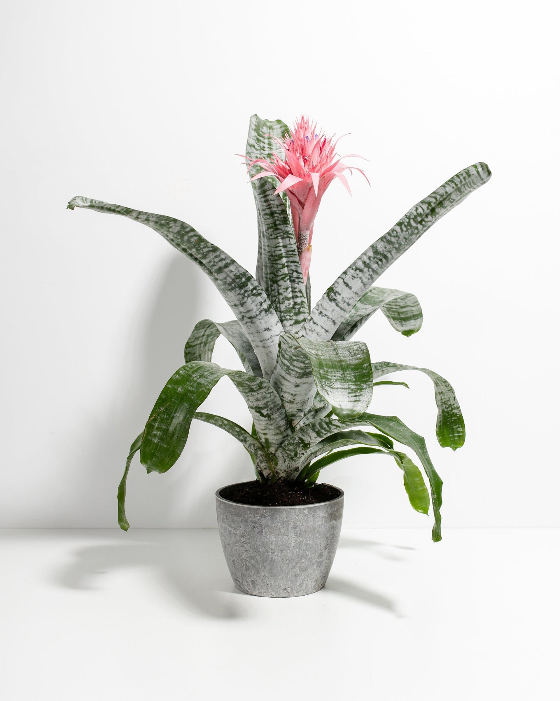 Aechmea Fasciata | Pink Bromeliad