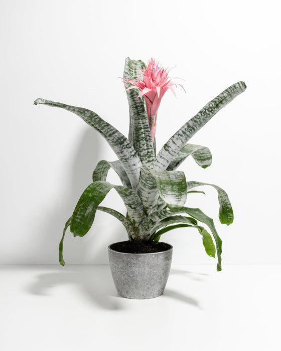 A striking Pink Aechmea Bromeliad houseplant showcasing a large, spiky pink inflorescence rising from a rosette of arching, silver-banded green leaves, potted in a textured gray ceramic planter against a solid white studio background.