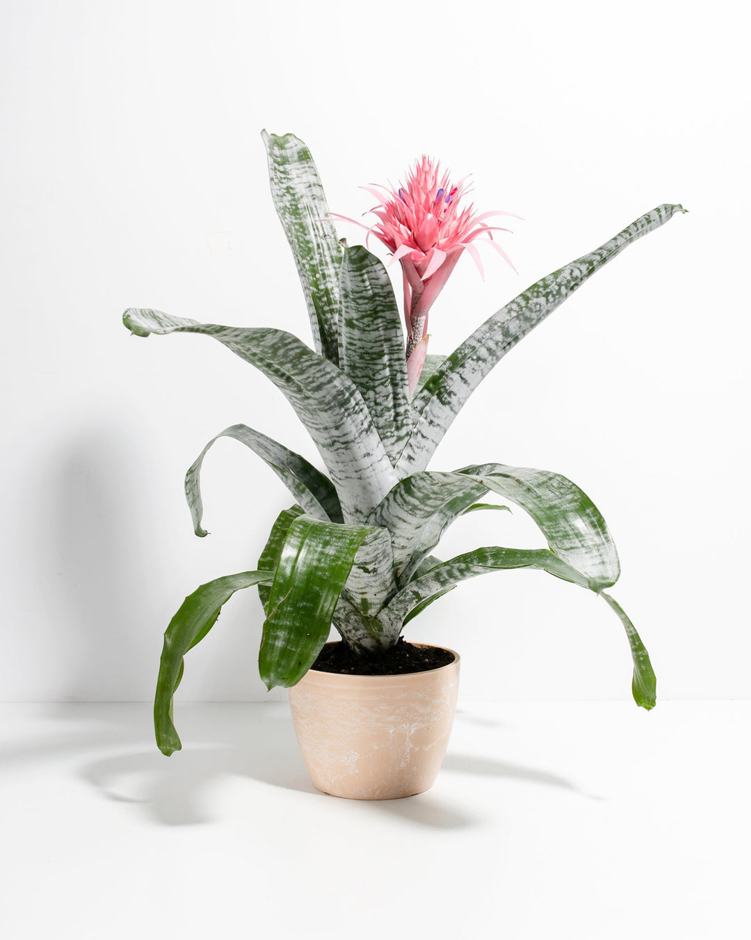 Pink Aechmea Bromeliad (Aechmea Fasciata)