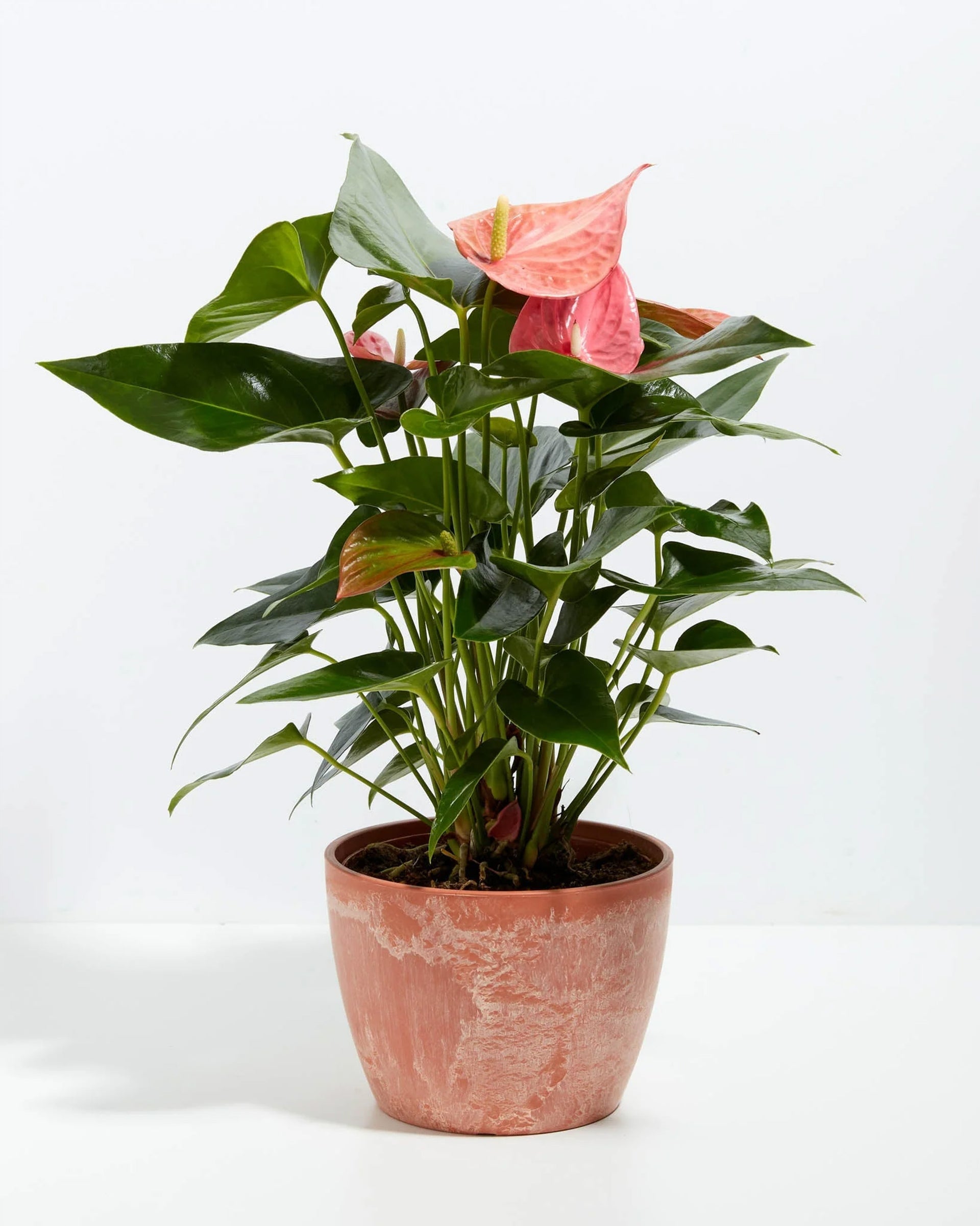 pink bird anthurium Pink Anthurium | Exotic & Vibrant Blooms
