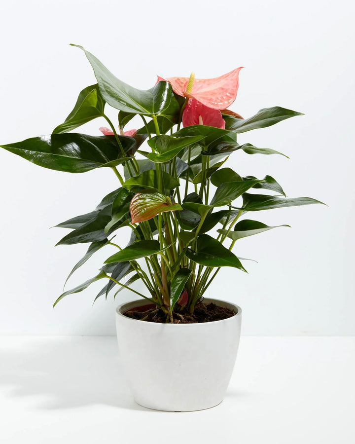 Pink Anthurium