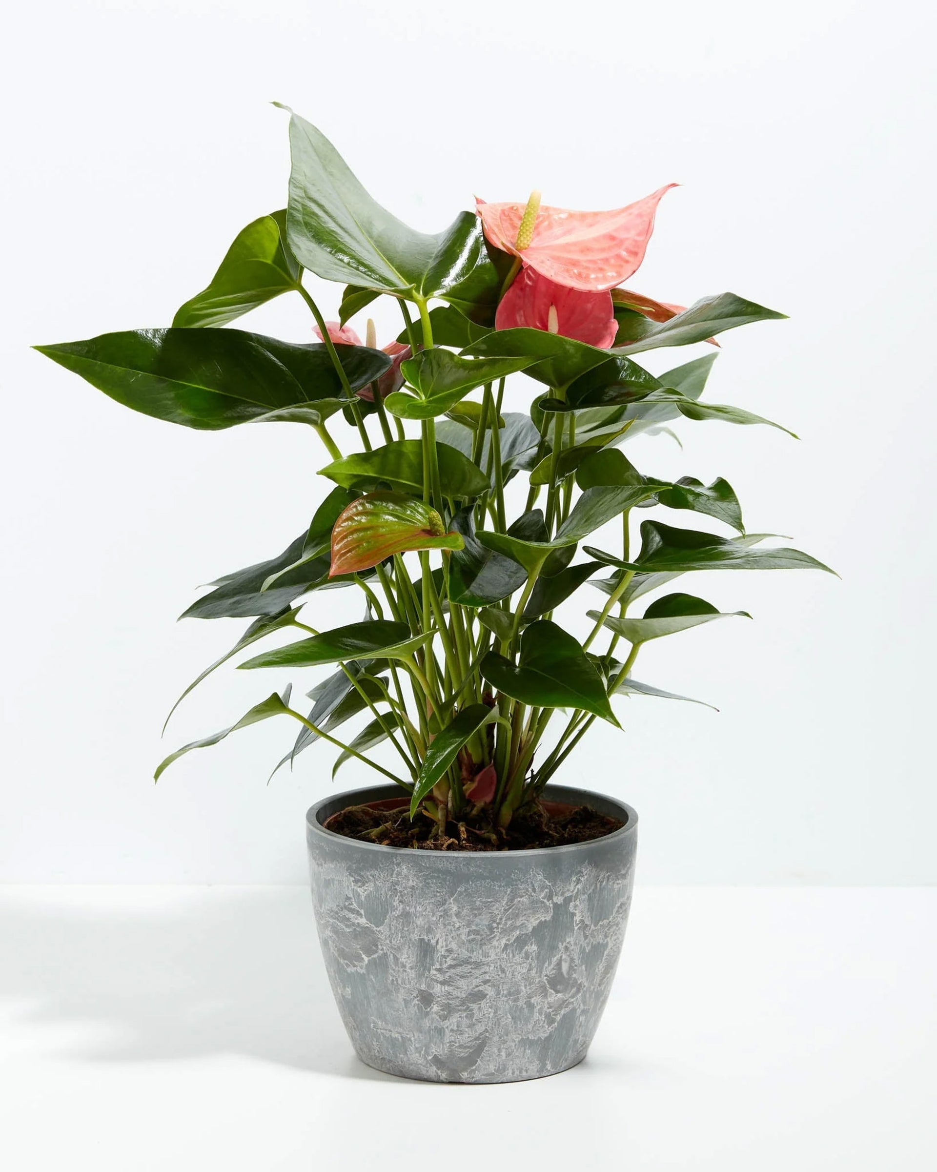 Pink Anthurium | Exotic & Vibrant Blooms | Lively Root