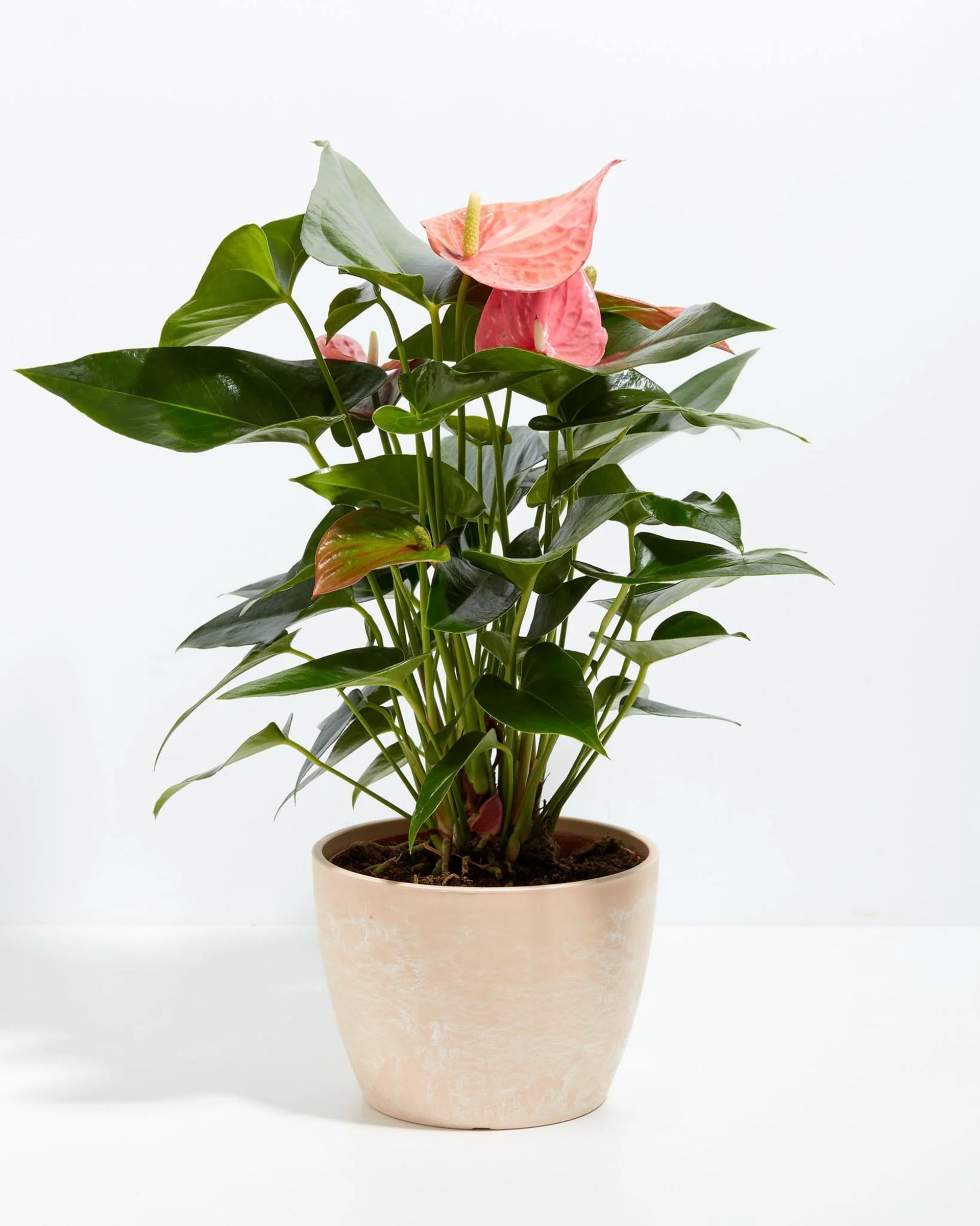 Pink Anthurium | Exotic & Vibrant Blooms