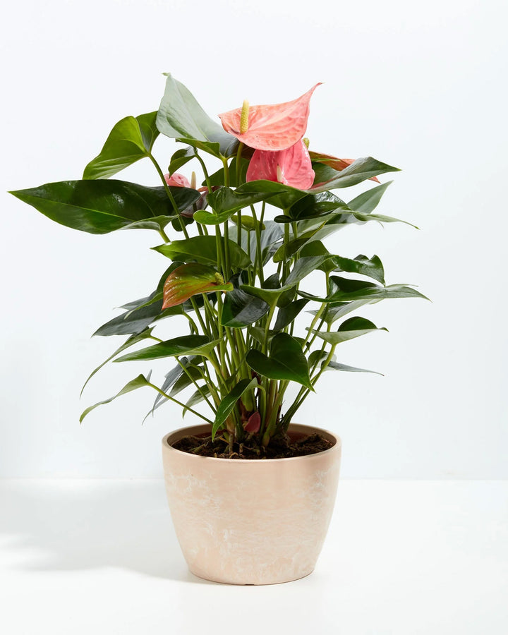 Pink Anthurium