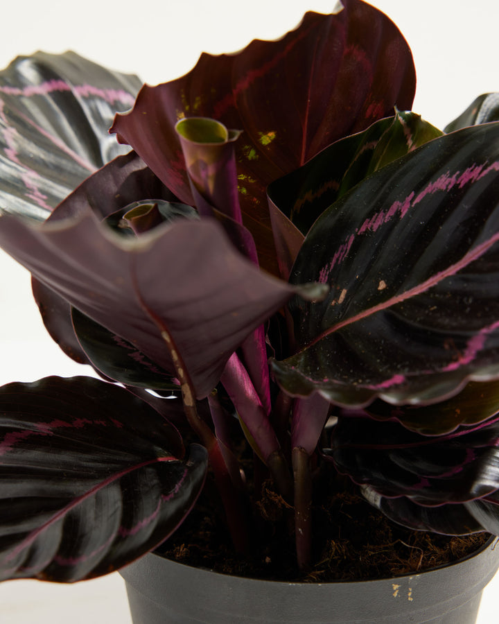 prayer plant dottie Dottie Prayer Plant (Calathea)