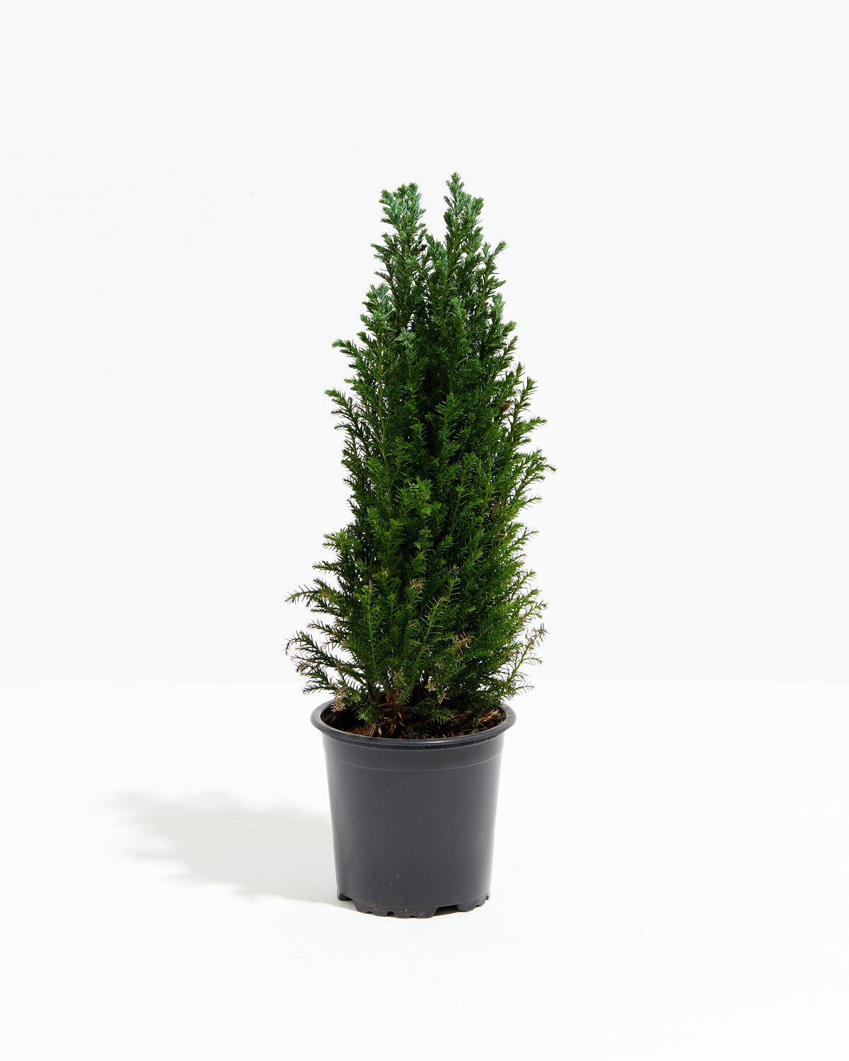 European Cypress Christmas Tree Lively Root
