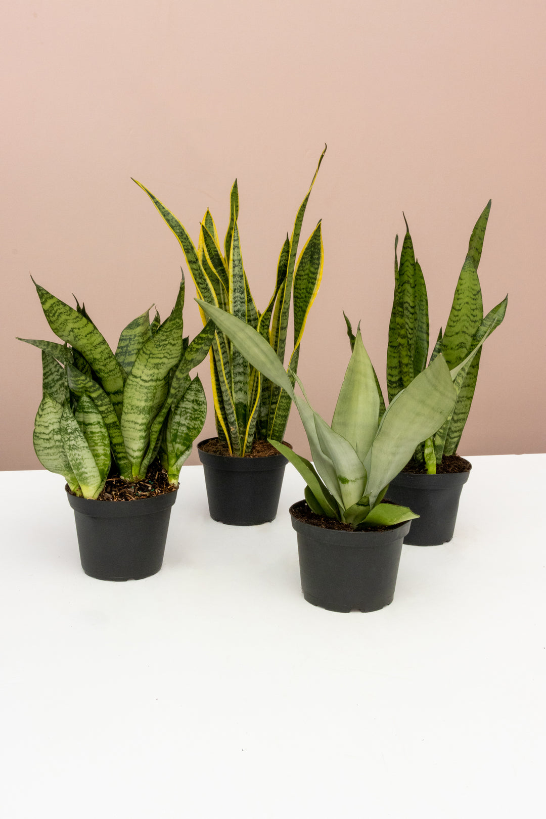 Snake Plant Collection