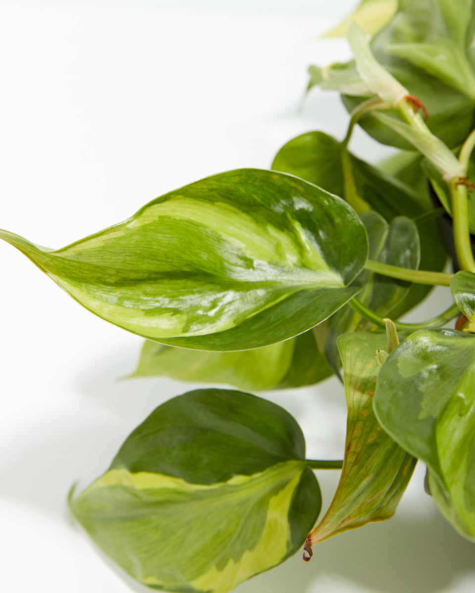 Philodendron Vine (Sweetheart Vine) Featured Image