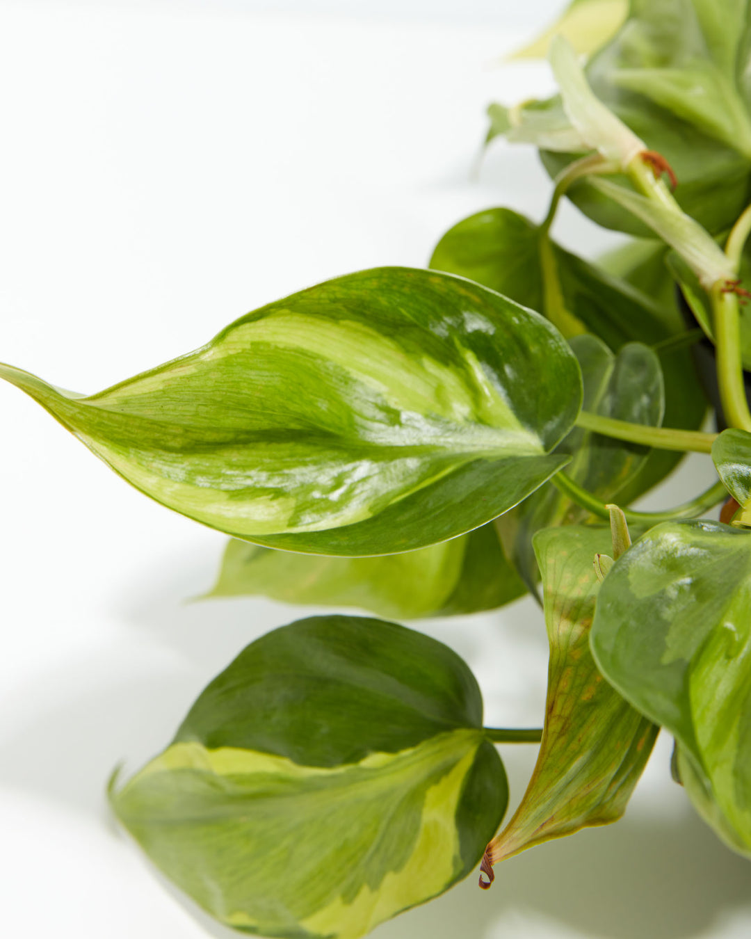 buy philodendron brasil australia Philodendron Brasil | Philodendron Plants for Sale