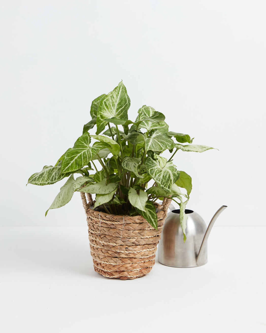 Syngonium White Butterfly