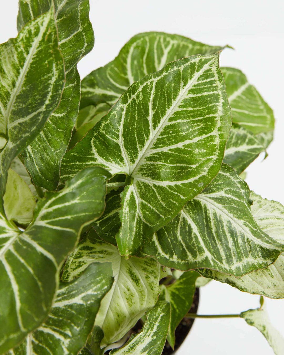 Syngonium White Butterfly