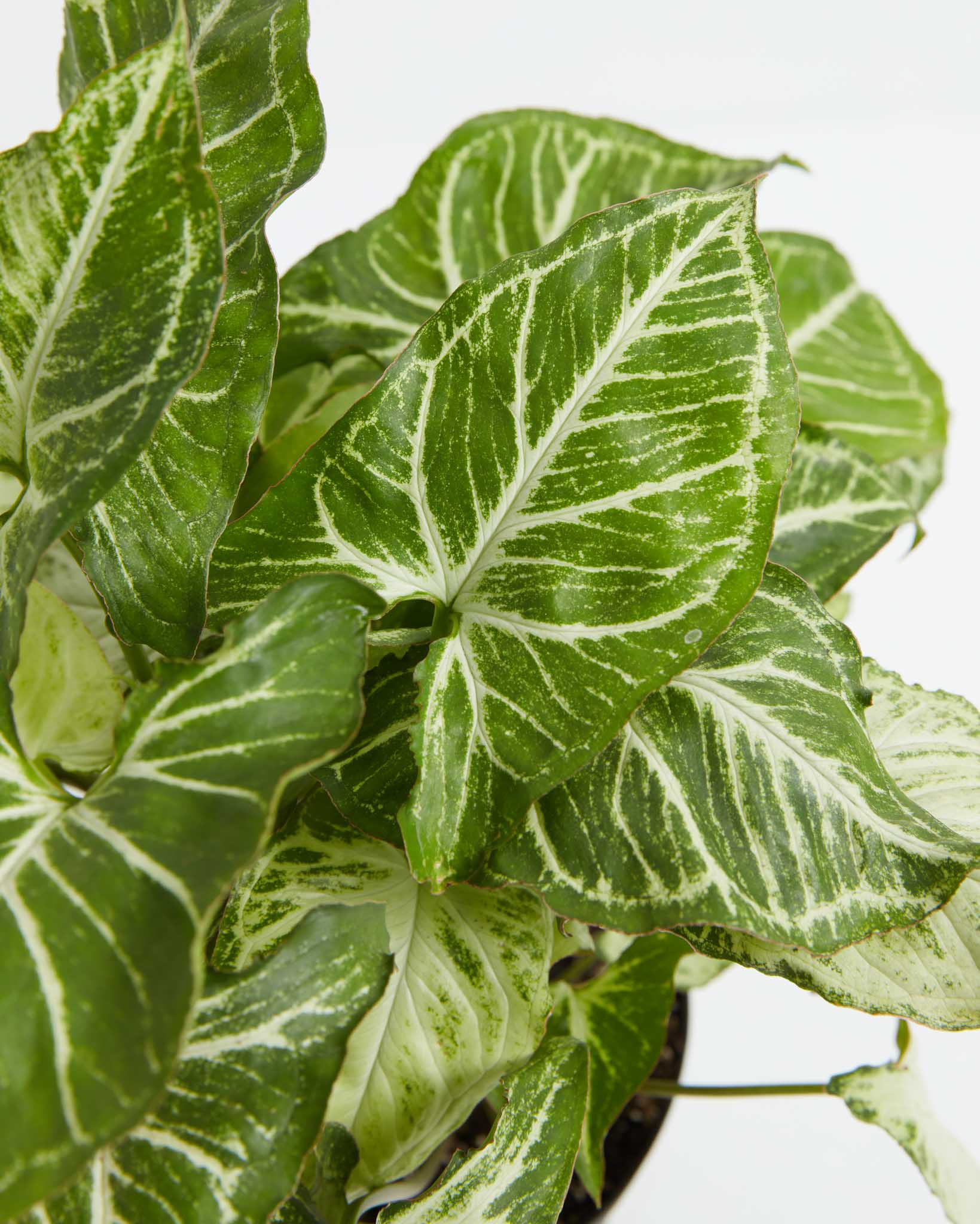 butterfly house plant sale Buy White Butterfly Syngonium: A Touch of Elegance Indoors Small / Eco Pot / Chai