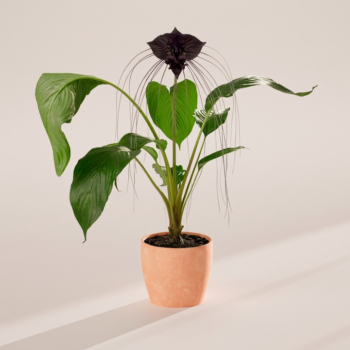 Black Bat Plant