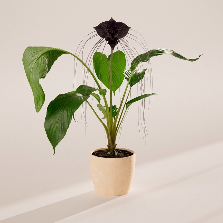 Black Bat Plant