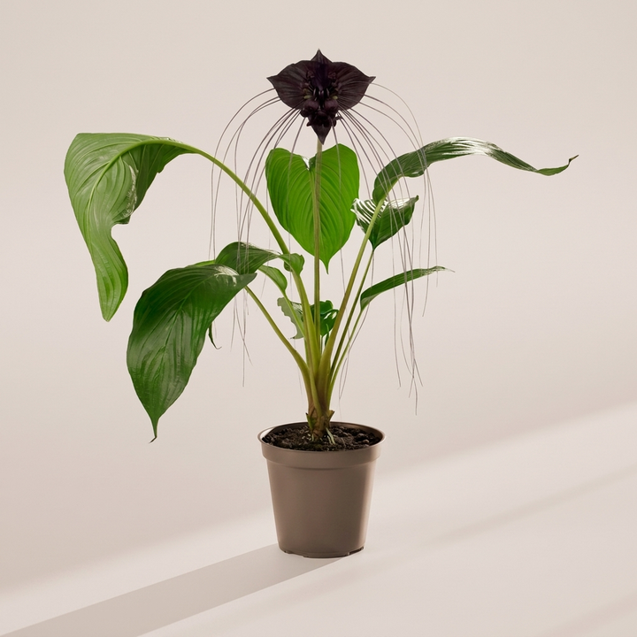 Black Bat Plant