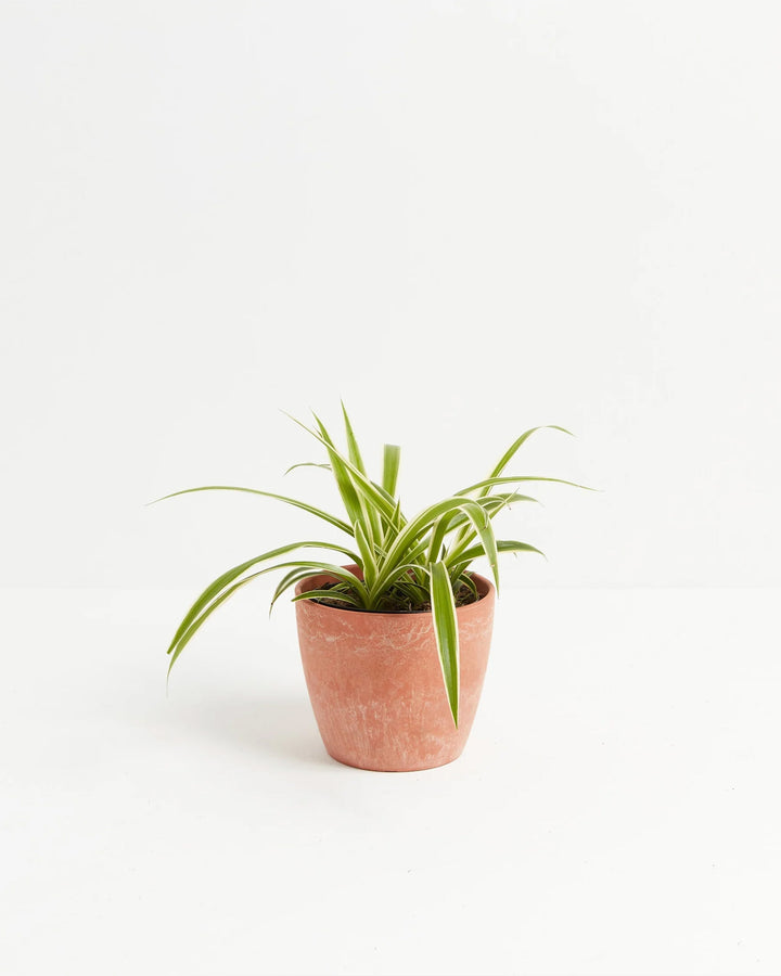 Spider Plant