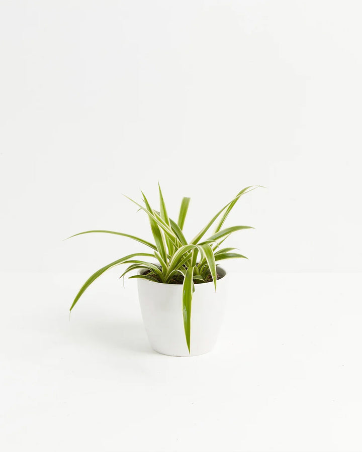 Spider Plant