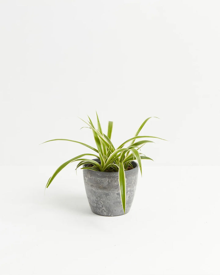 Spider Plant