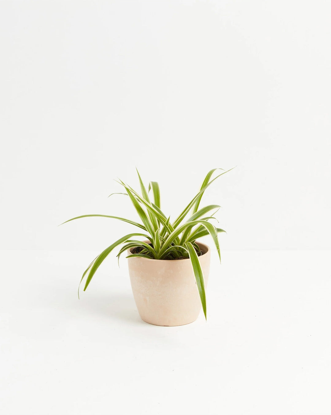 Spider Plant