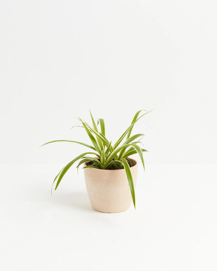 Spider Plant
