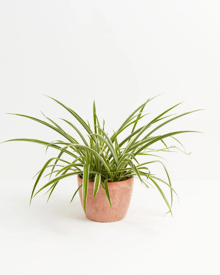 Spider Plant
