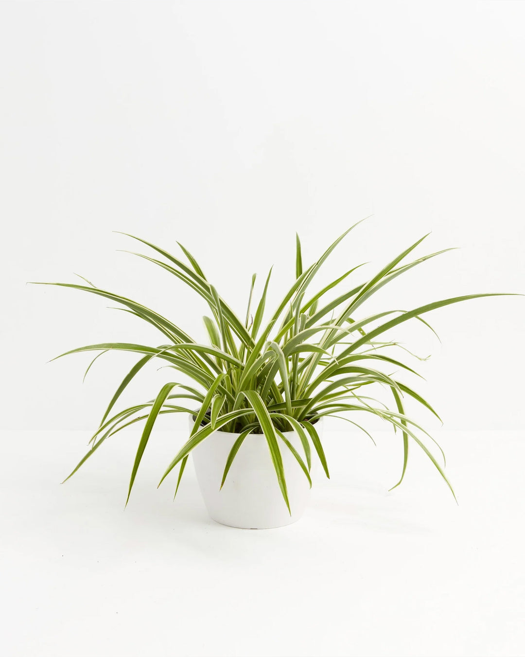 Spider Plant