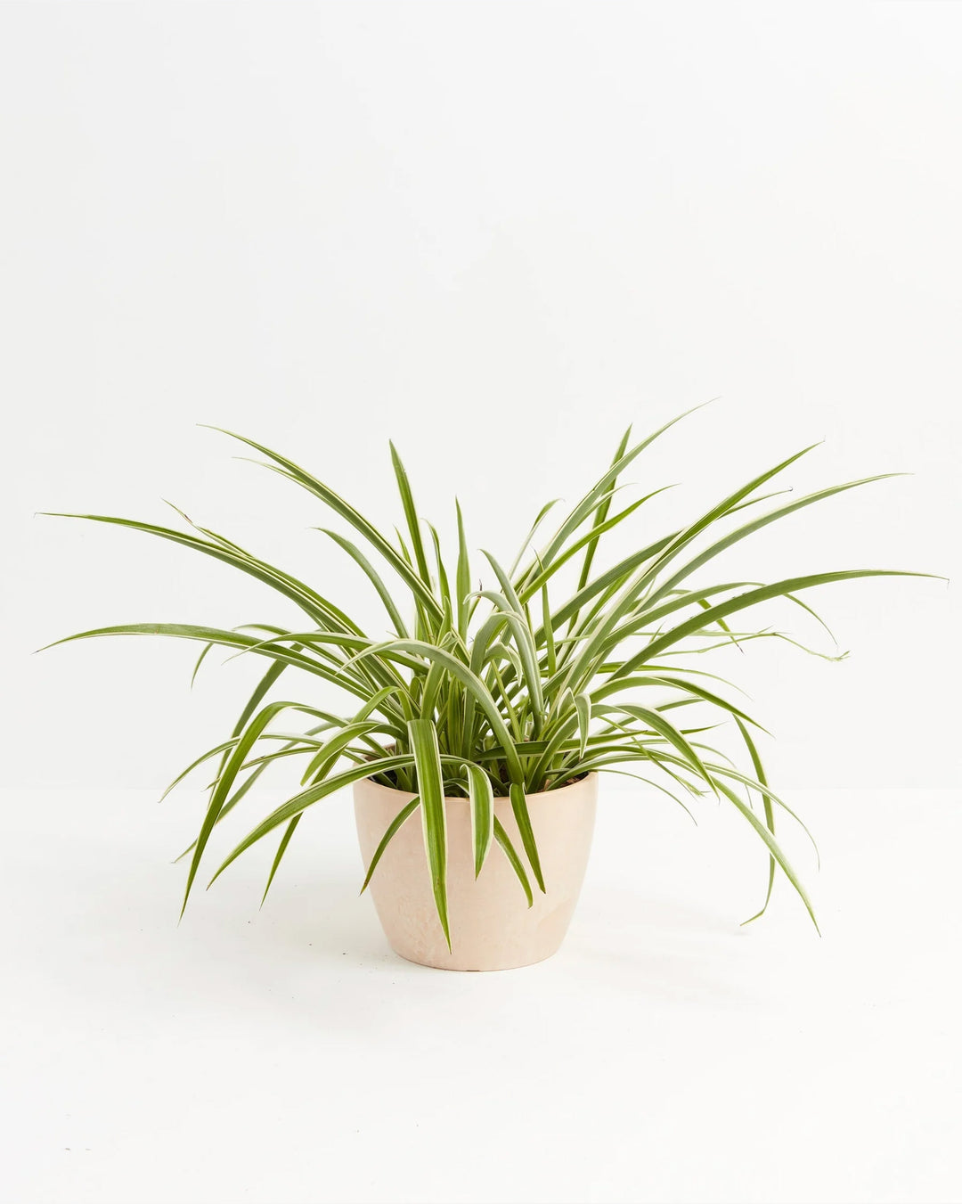 Spider Plant