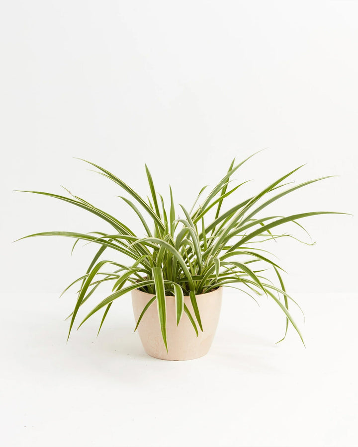 Spider Plant