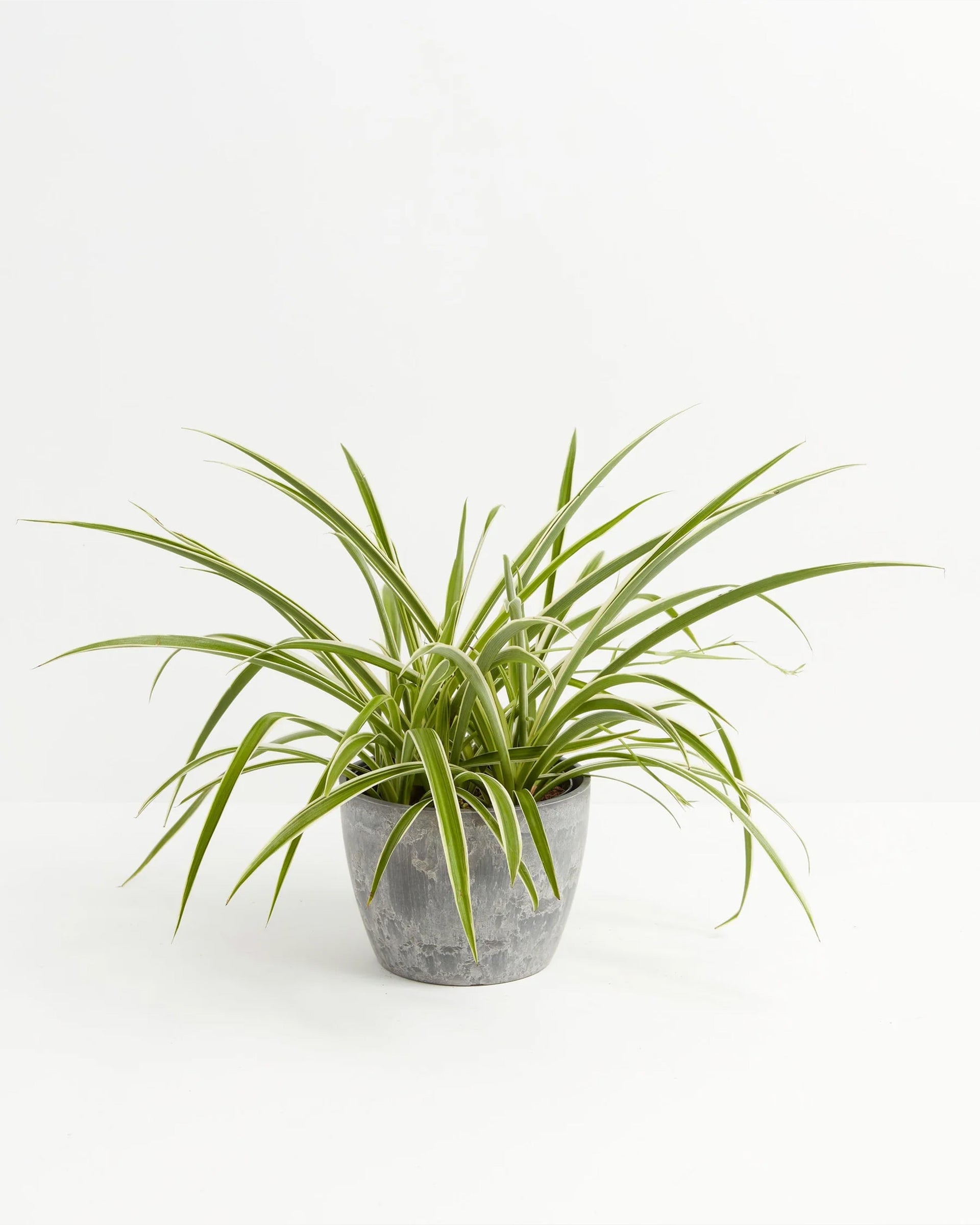 Spider Plant | Chlorophytum Comosum