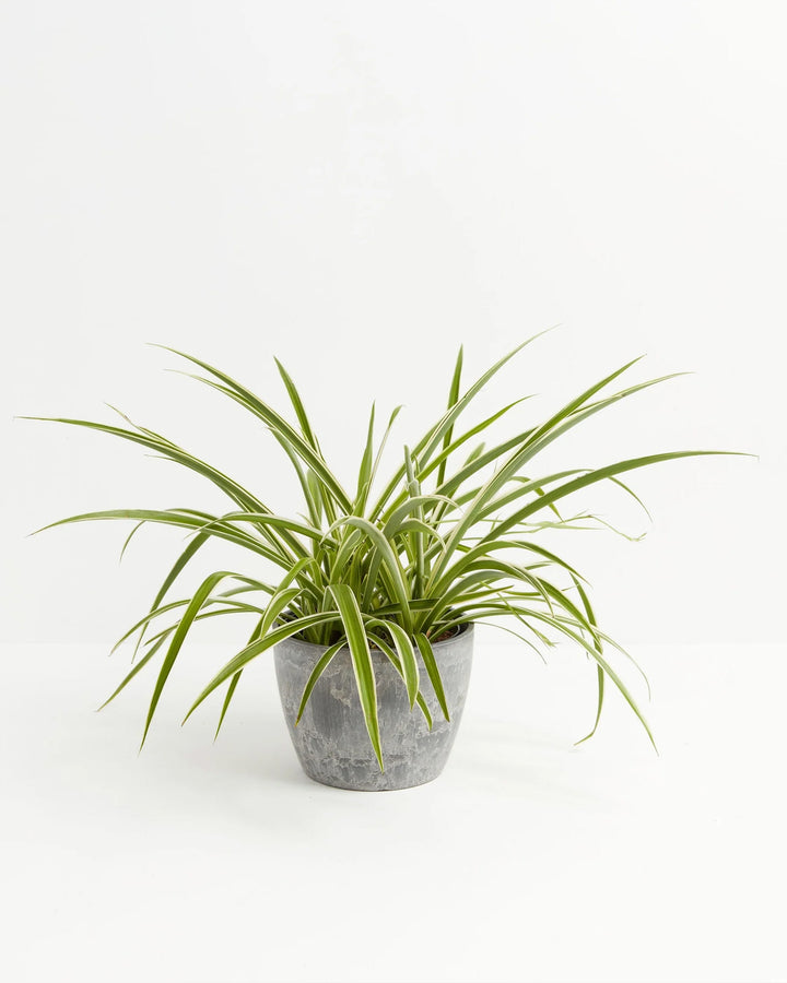 Spider Plant