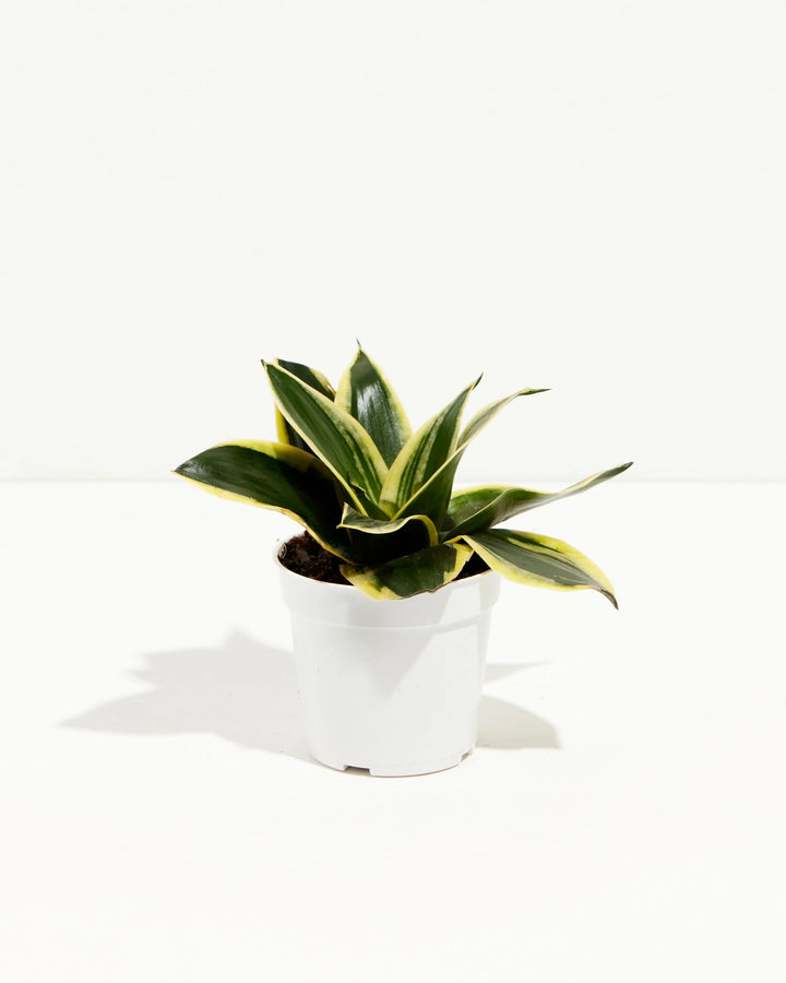 black and white snake plant Black Gold Snake Plant For Sale, Care Guide & Growing Tips