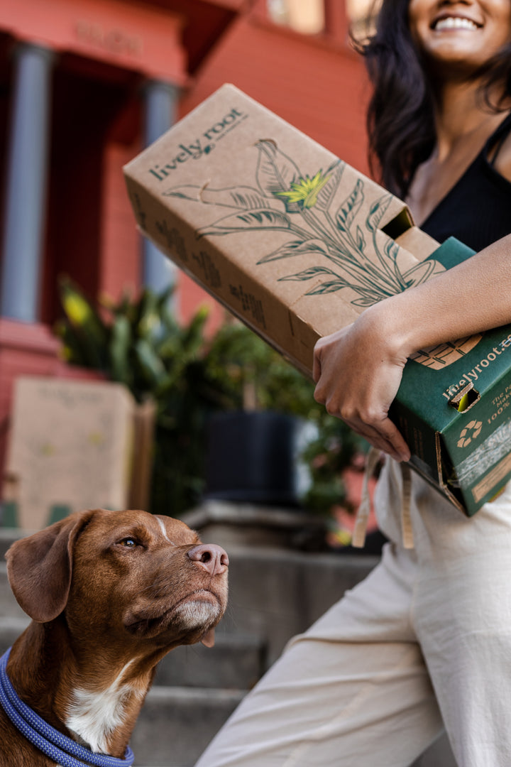 Pet Friendly Plant Subscription