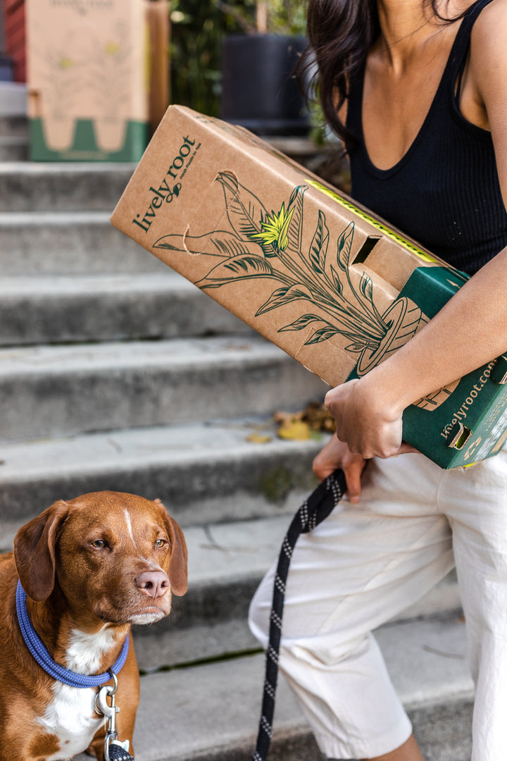 Pet Friendly Plant Subscription