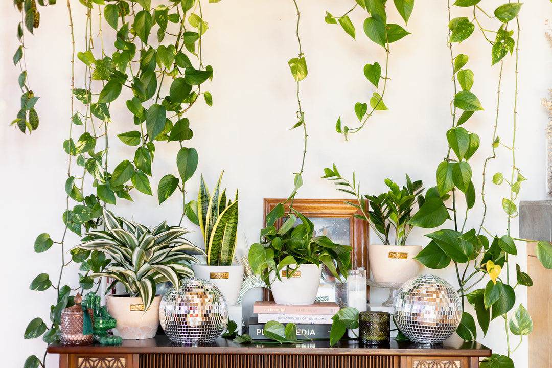 plants for decoration indoor Your Indoor Jungle Delivered