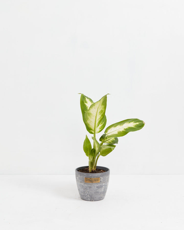 dieffenbachia camille benefits Dieffenbachia Camille For Sale, Care Guide & Growing Tips