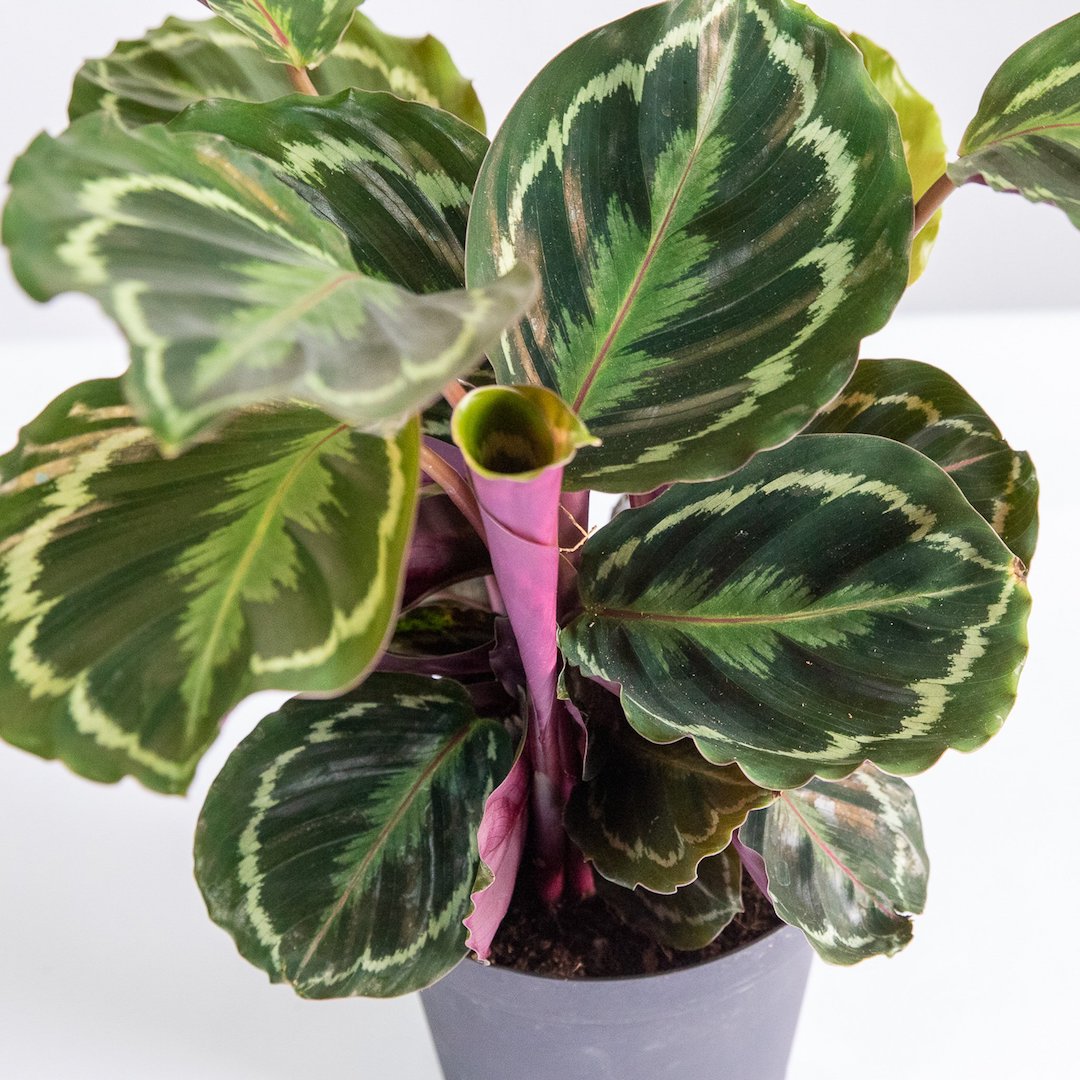 is a peacock plant a prayer plant Calathea Medallion | Prayer Plants