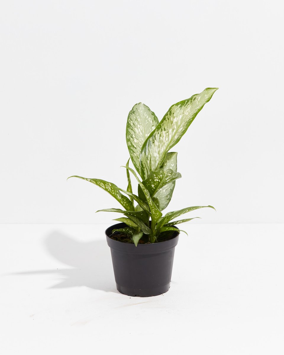 potted plant subscription The Best Unique & Special Plant Subscription