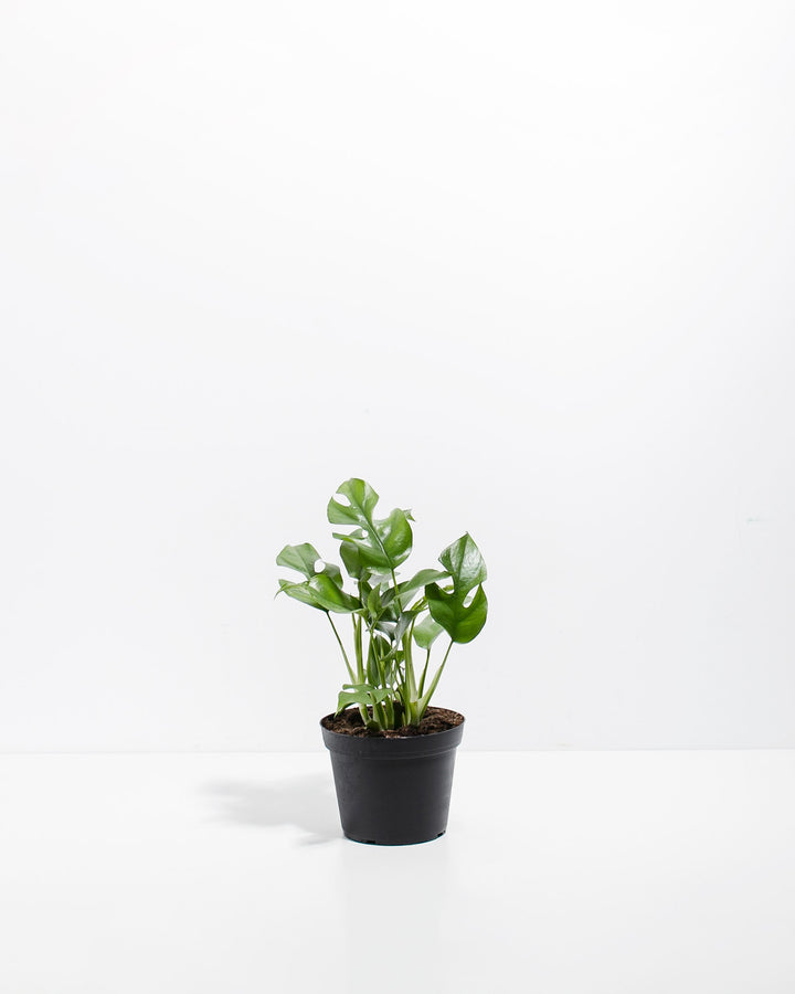 philodendron mini Mini Monstera (Philodendron Ginny) For Sale With Care Guide Small / Eco Pot / Coconut