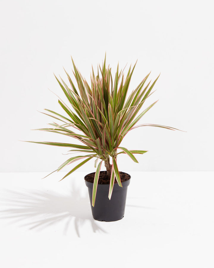 dracena plant pot size Dracaena Bicolor Cane | Indoor Plants